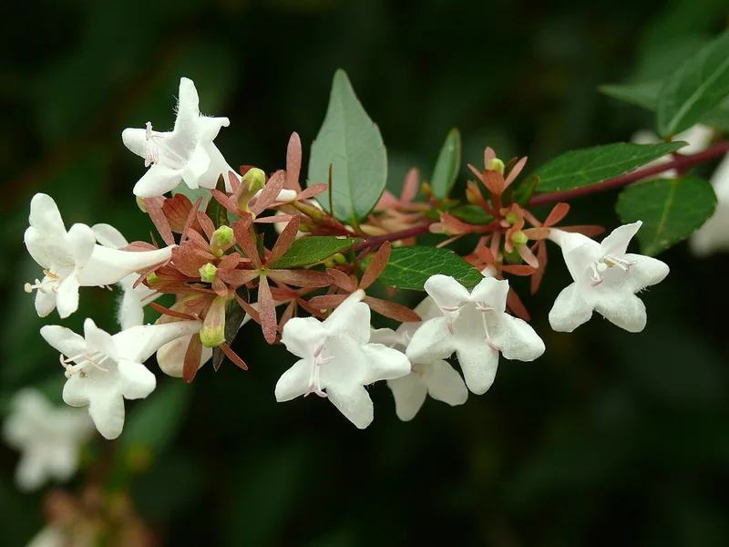 Abelia Edward Goucher - Abelia × grandiflora 'Edward Goucher'