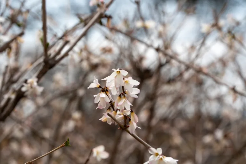 Abeliophyllum - Abeliophyllum distichum