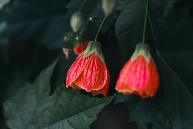 Abutilon Megapotamicum - Abutilon megapotamicum