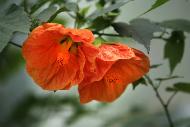 Abutilon - Abutilon × hybridum
