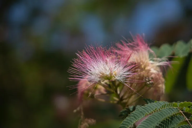 Acacia di Costantinopoli - Albizia julibrissin