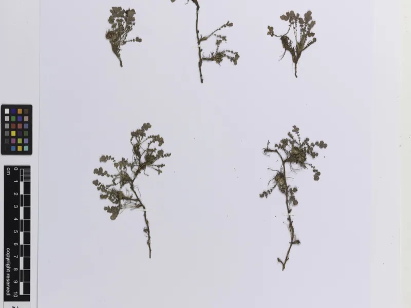 Acaena Buchananii - Acaena buchananii