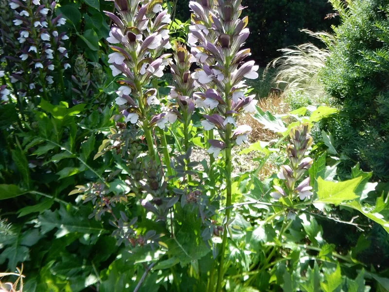 Acanthus Hungaricus - Acanthus hungaricus