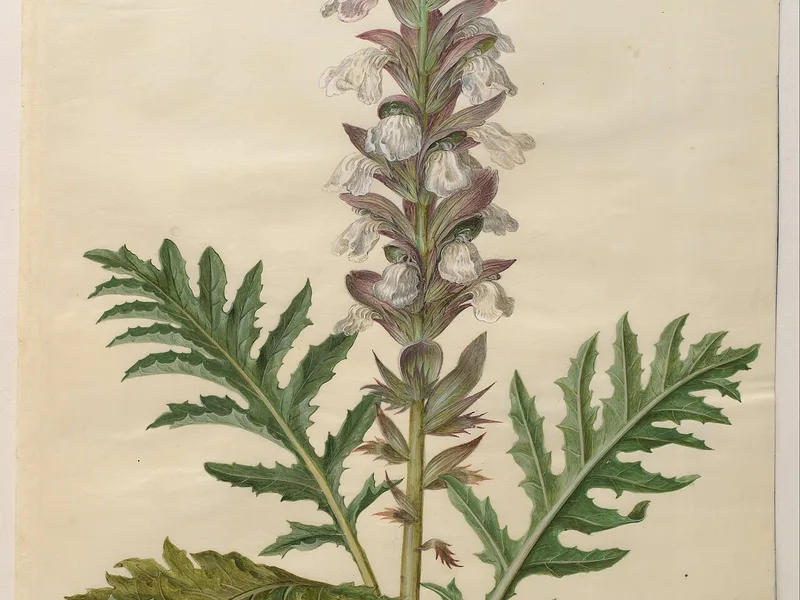 Acanto - Acanthus mollis