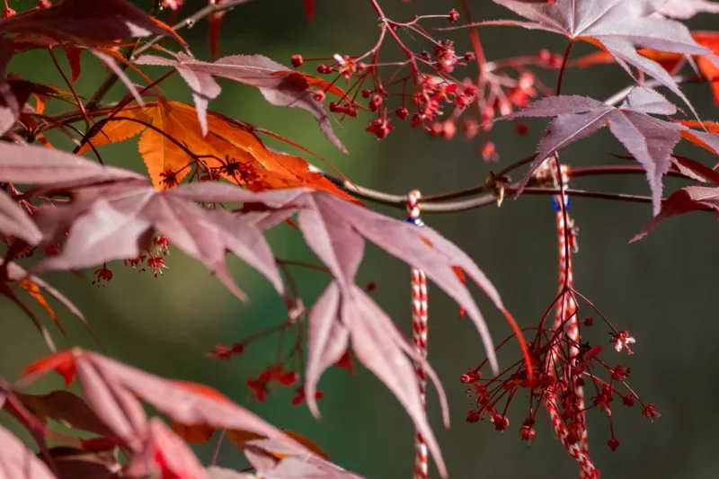 Acer Palmatum - Acer palmatum