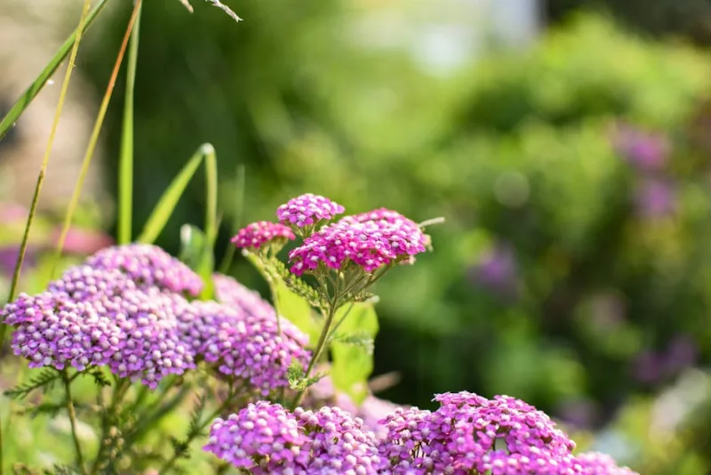Achillea Millefolium - Achillea millefolium