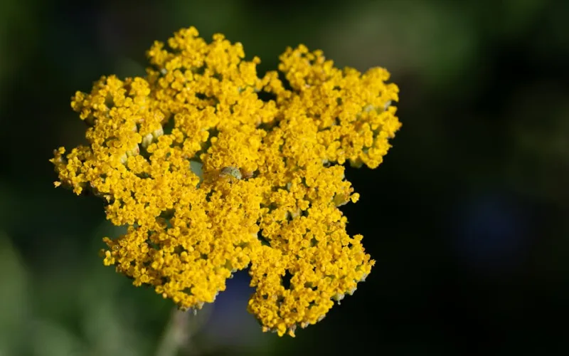 Achillea Moonshine - Achillea 'Moonshine'