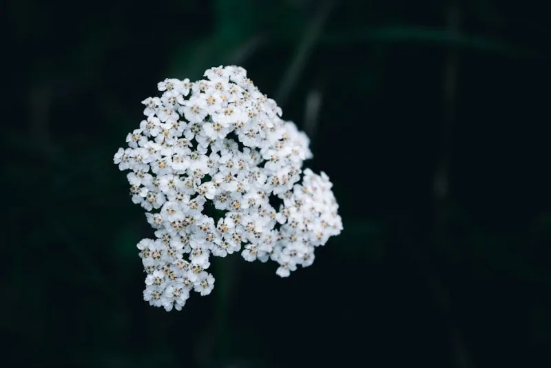 Achillea Moschata - Achillea moschata