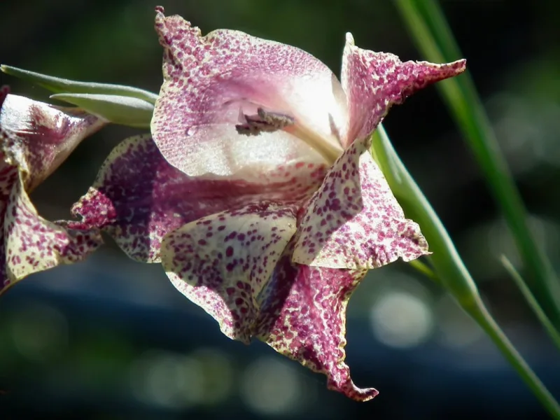 Acidanthera - Gladiolus murielae