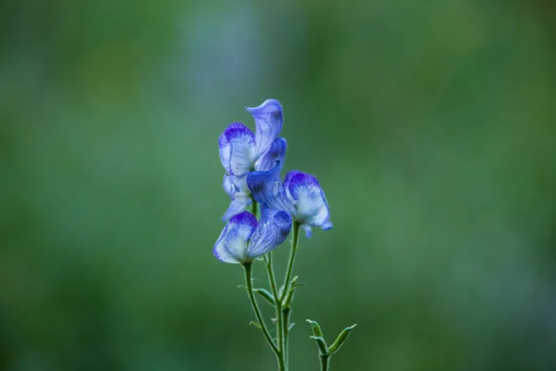 Aconitum Napellus - Aconitum napellus