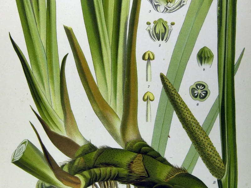 Acorus Calamus - Acorus calamus
