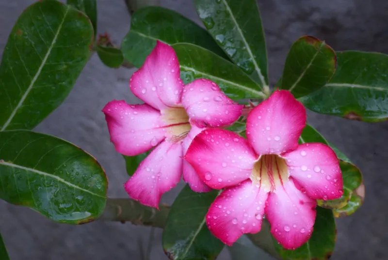 Adenium - Adenium obesum