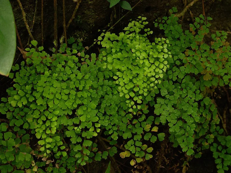 Adiantum Capillus-Veneris - Adiantum capillus-veneris