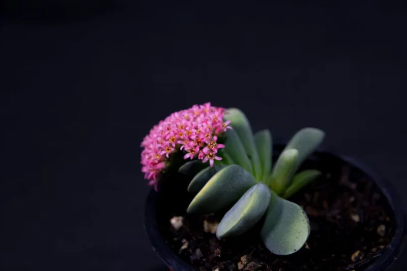 Adromischus - Adromischus cristatus