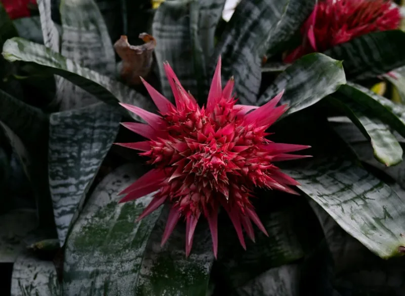 Aechmea Fasciata - Aechmea fasciata