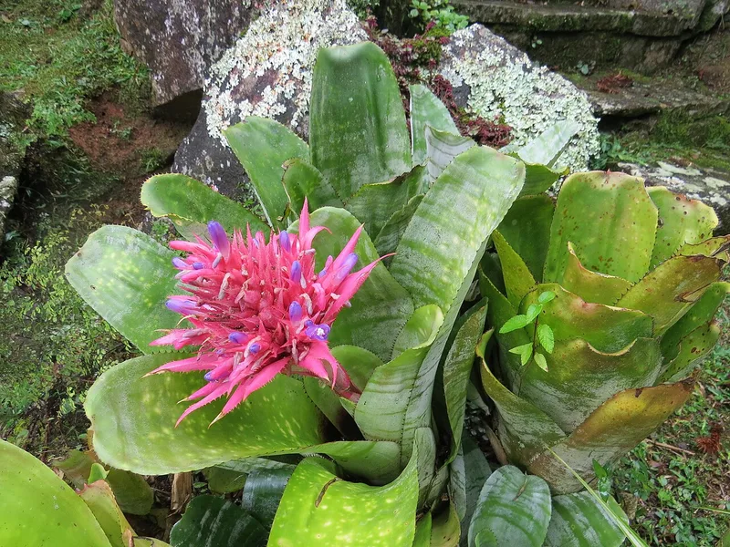 Aechmea - Aechmea fasciata