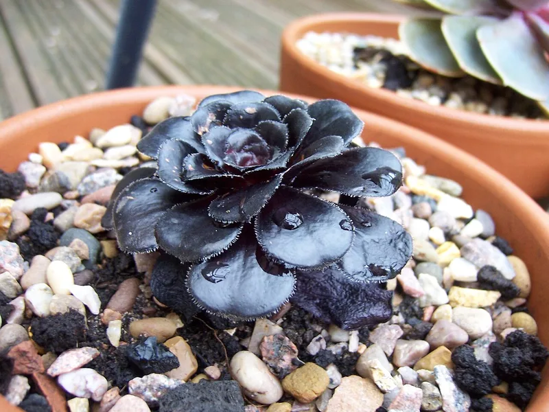 Aeonium Schwarzkopf - Aeonium arboreum 'Zwartkop'
