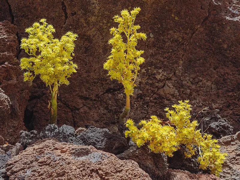 Aeonium - Aeonium arboreum