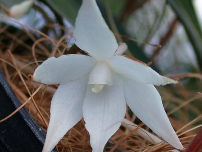 Aerangis - Aerangis spp.