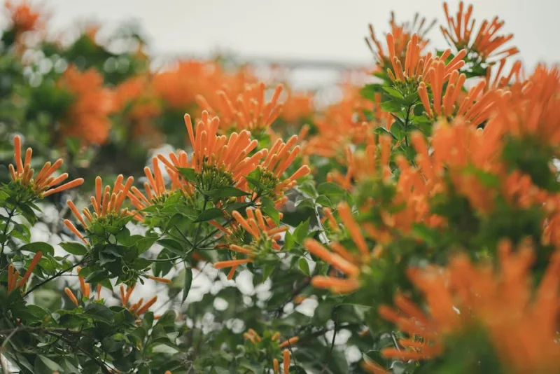 Aeschynanthus Radicans - Aeschynanthus radicans