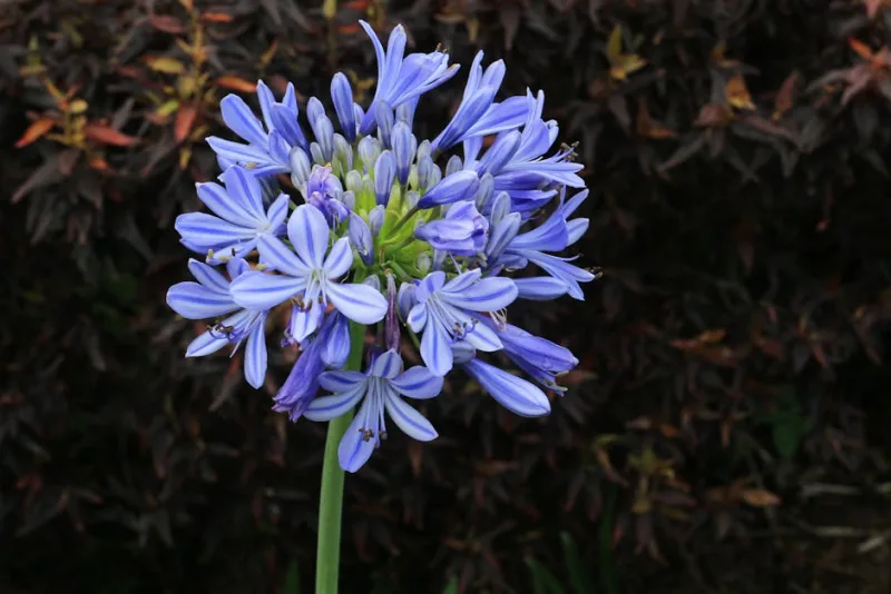 Agapanthus Brilliant Blue - Agapanthus 'Brilliant Blue'