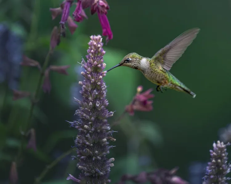 Agastache Bolero - Agastache 'Bolero'