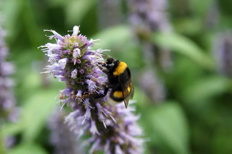Agastache Foeniculum - Agastache foeniculum