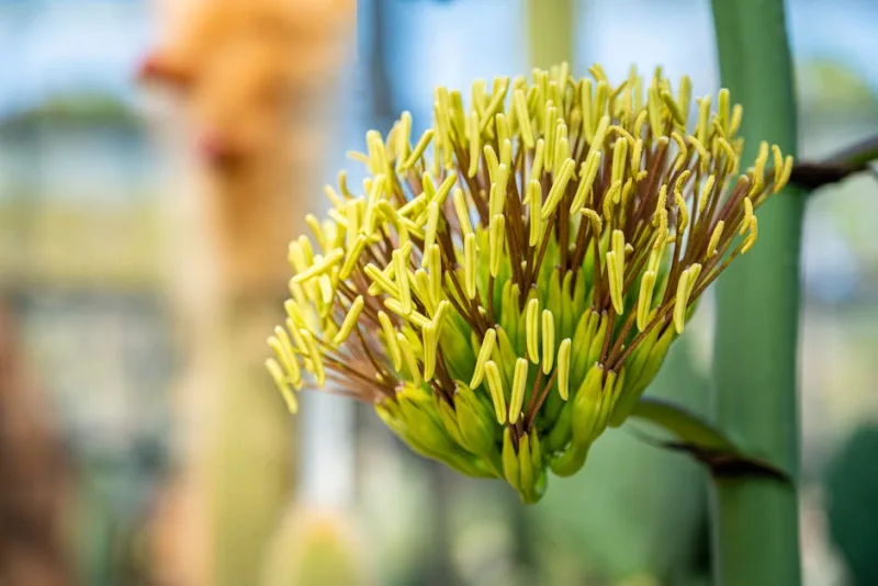 Agave Americana Marginata - Agave americana 'Marginata'