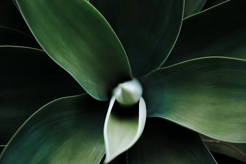 Agave Attenuata - Agave attenuata