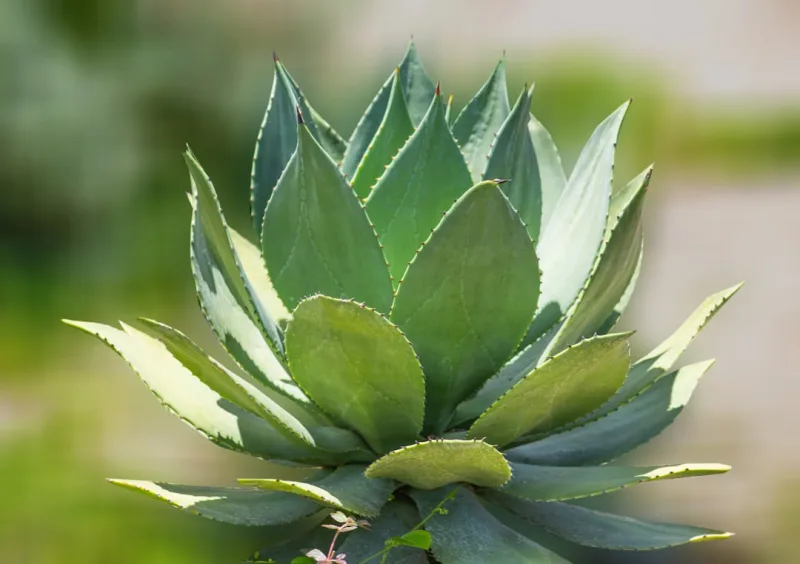 Agave Parryi - Agave parryi