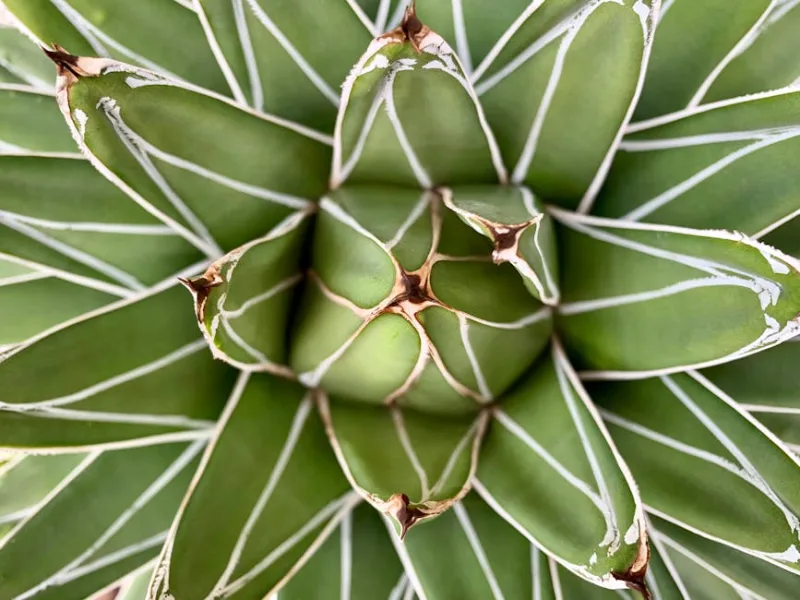 Agave Victoriae-Reginae - Agave victoriae-reginae