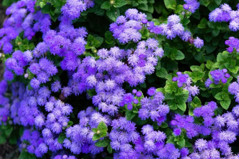 Ageratum Blue Mink - Ageratum houstonianum