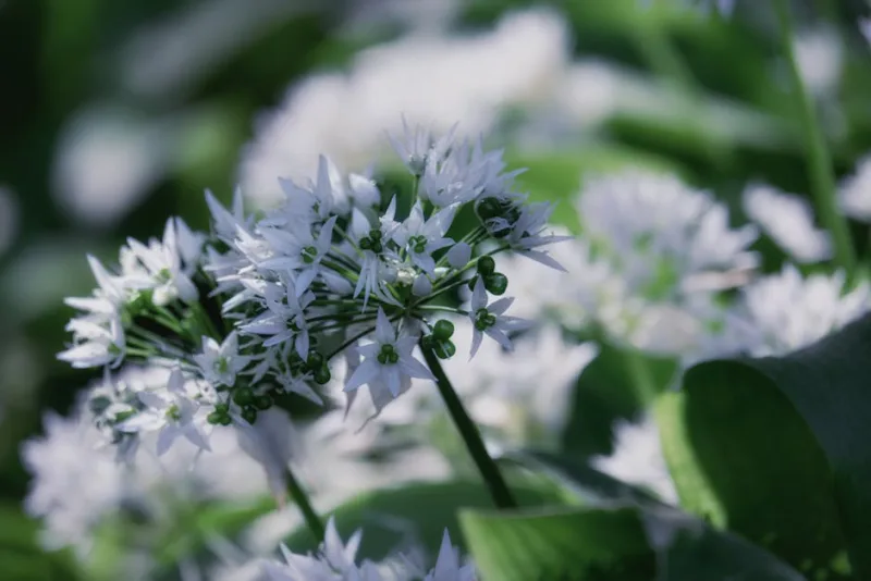Aglio Orsino - Allium ursinum