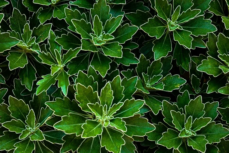 Ajania - Ajania pacifica