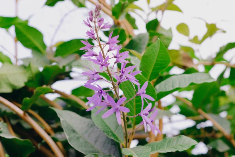 Akebia Quinata - Akebia quinata