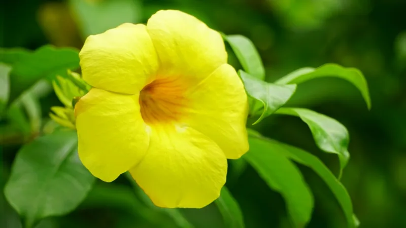 Alamanda - Allamanda cathartica