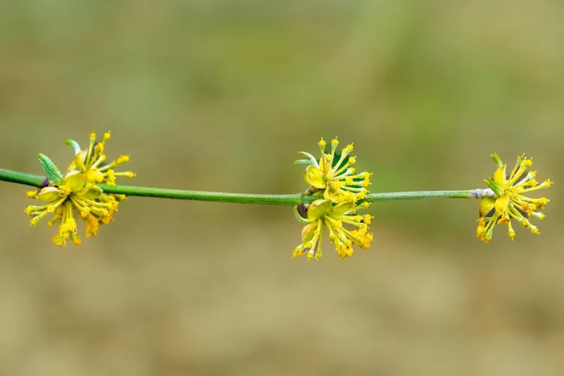 Alaterno - Rhamnus alaternus