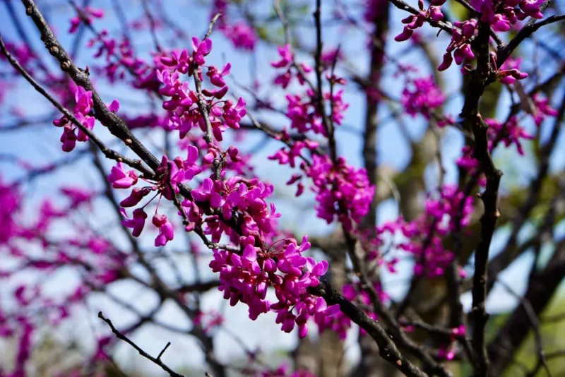 Albero di Giuda - Cercis siliquastrum
