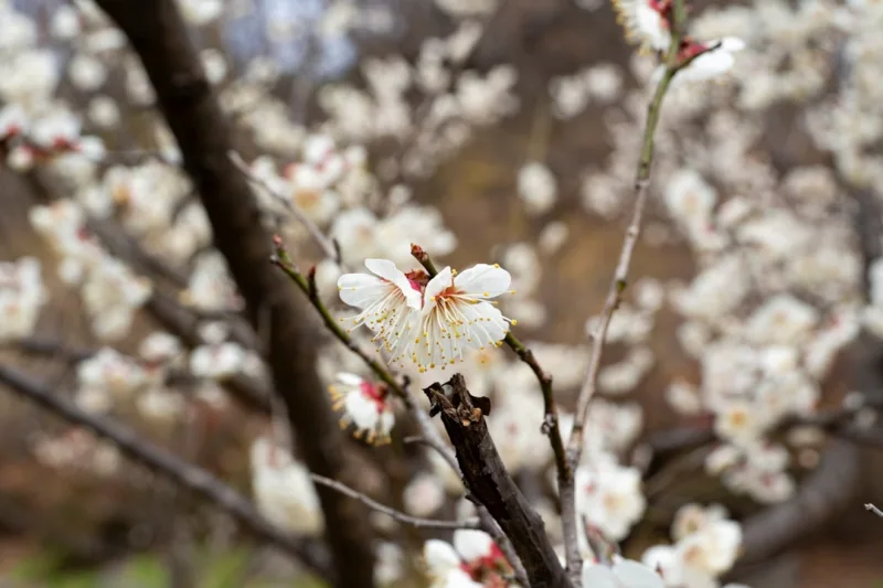 Albicocco in Fiore - Prunus armeniaca