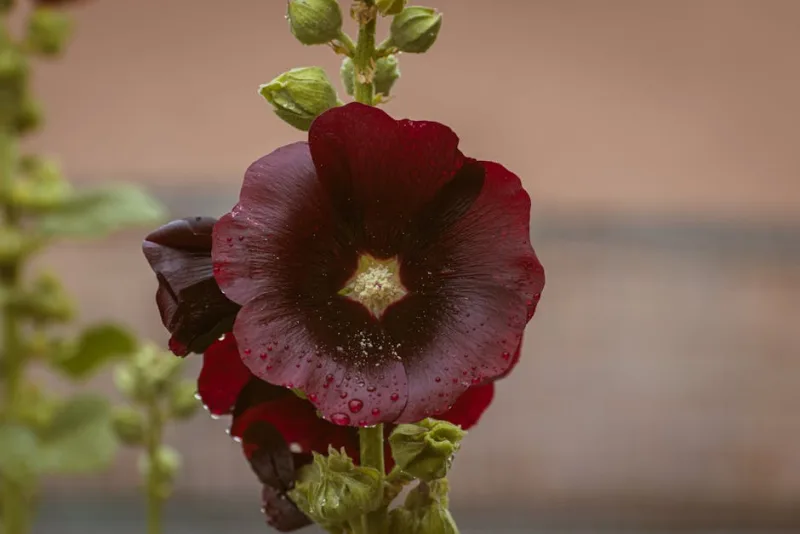 Alcea Spring Celebrities - Alcea rosea 'Spring Celebrities'