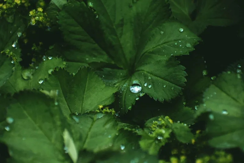Alchemilla - Alchemilla mollis