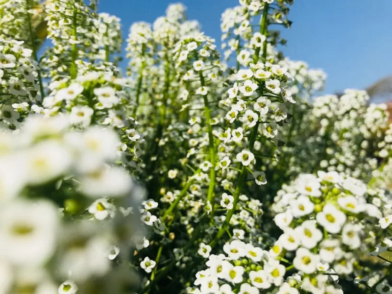 Alisso Marittimo - Lobularia maritima