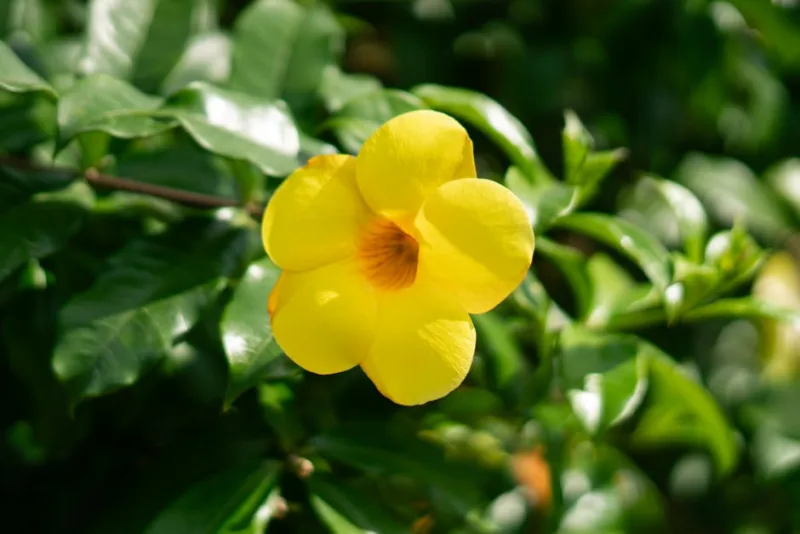 Allamanda Cathartica - Allamanda cathartica