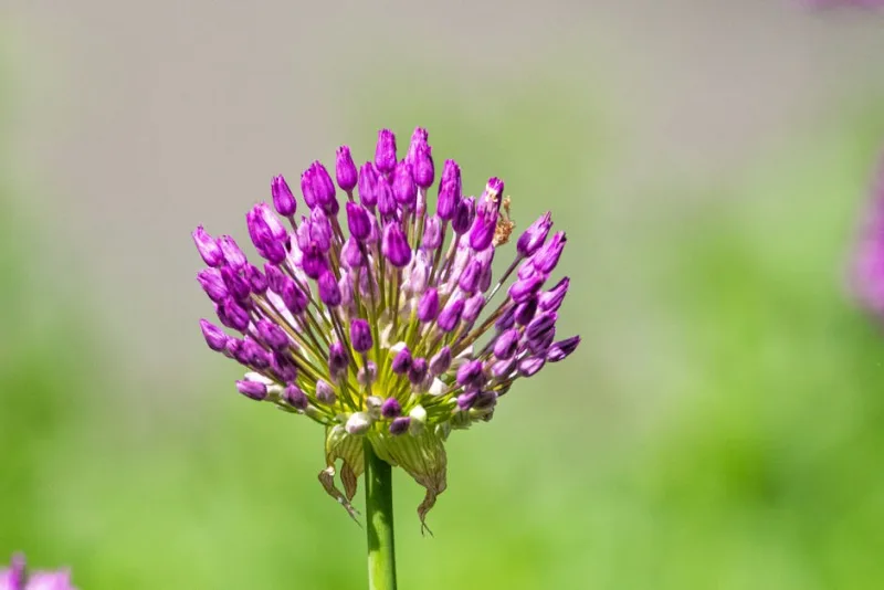 Allium Caeruleum - Allium caeruleum