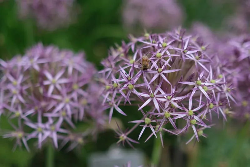 Allium Christophii - Allium cristophii