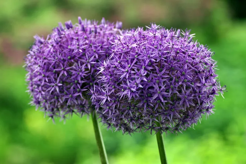 Allium Giganteum - Allium giganteum