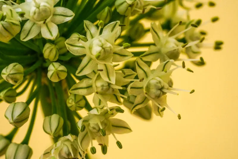 Allium Moly - Allium moly