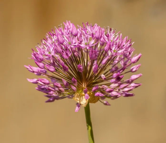 Allium Purple Sensation - Allium aflatunense 'Purple Sensation'