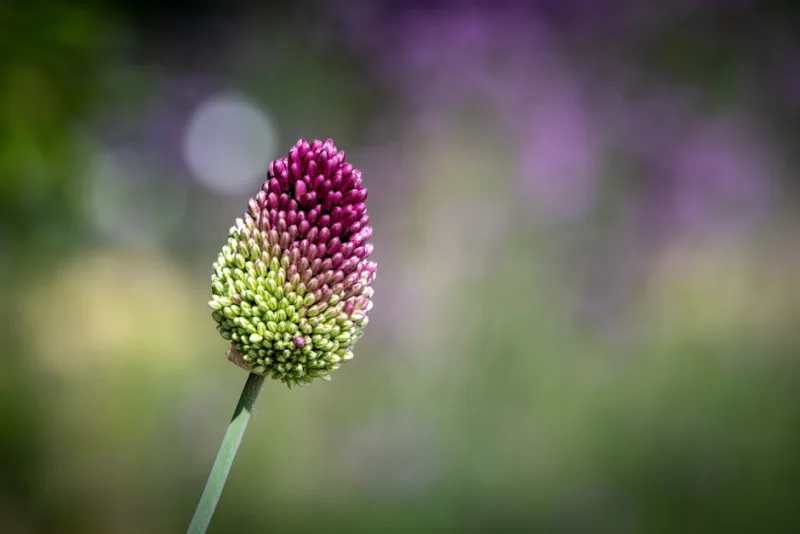 Allium Sphaerocephalon - Allium sphaerocephalon