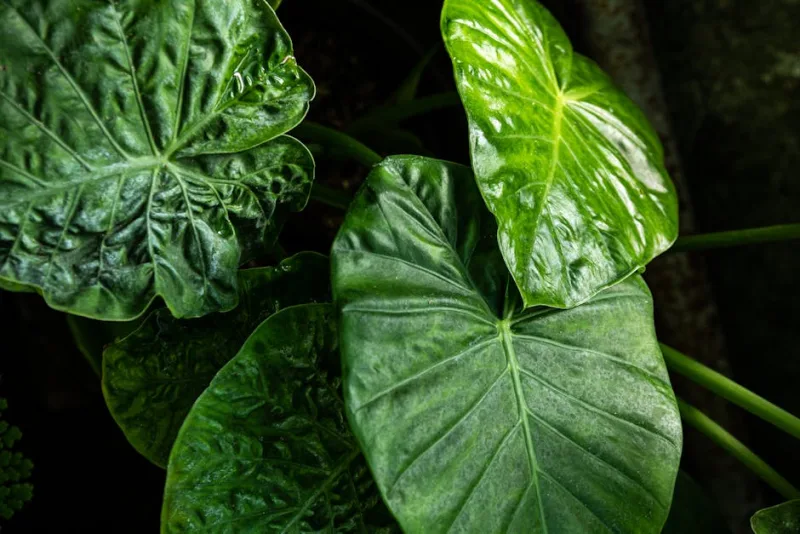 Alocasia Polly - Alocasia amazonica
